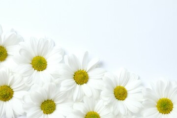 Beautiful chamomile on white background