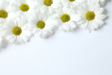Obraz premium Beautiful chamomile on white background