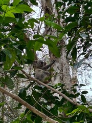 Wild Koala