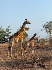 Giraf family in South Africa