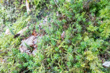 Vibrant Mossy Forest Scene