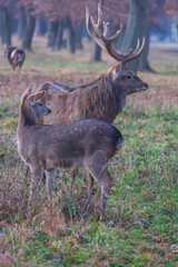 Sika deer - Cervus nippon in winter in the forest