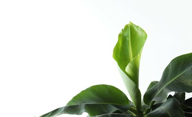 Banana tree in sunlight on a white background. Tropical plant foliage with visible texture. Symbol for no pollution. Close up, copy space