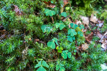 Clover and Moss Harmony in Nature