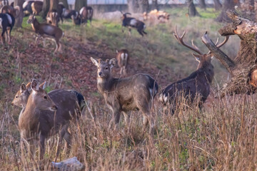 Sika deer - Cervus nippon in winter in the forest