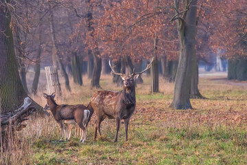 Sika deer - Cervus nippon in winter in the forest