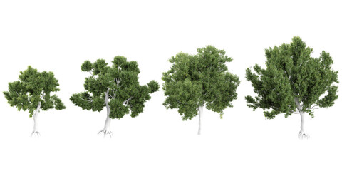 3d illustration of corymbia trees on transparent background