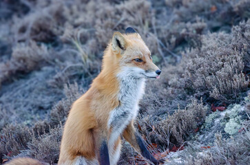 Red Fox portrait