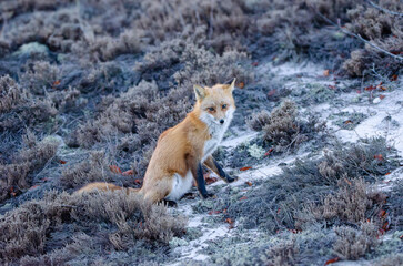 Sitting Red Fox