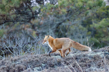 Wild Red Fox running