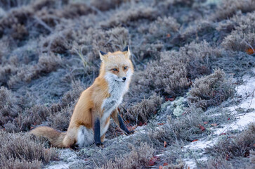 Wild Red Fox sitting