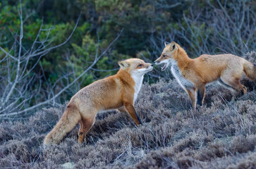 Obraz premium pair of red fox