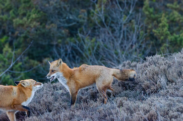 pair of red foxes 