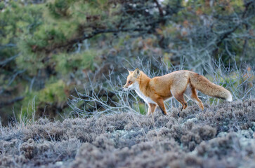 red fox in a field