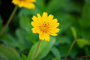 Climbing wedelia flower, Creeping daisy, sphagneticola trilobata, Coreopsis grandiflora in garden