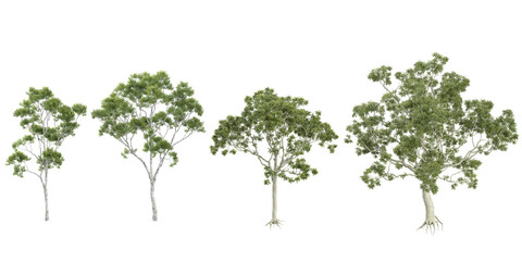 Collection of Corymbia plants on transparent background