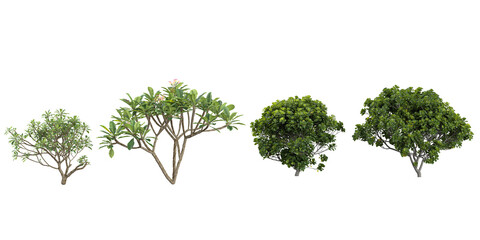 Collection of Ficus,Plumeria plants on transparent background