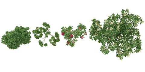 Fototapeta premium Collection of Plumeria plants on transparent background from the top view