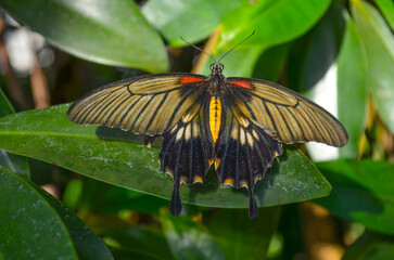 Schmetterling © FreierAlsJeder