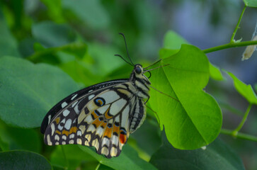 Schmetterling