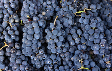 Clusters fresh dark blue grapes. Top view. Texture © Anastasiia Malinich