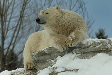 resting polar bear in zoo