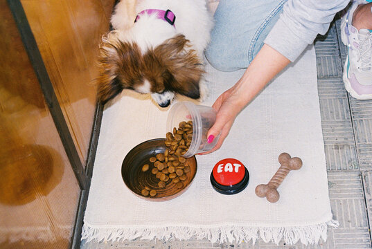 Woman owner giving dog food into a bowl at home.
