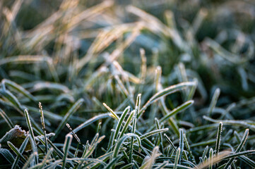 frost on grass