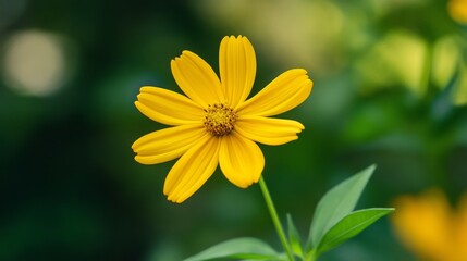 Obraz premium Close-up of a single vibrant yellow flower with green leaves and blurred background.