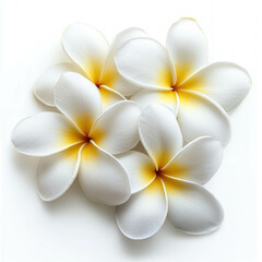 Fototapeta premium Plumeria Flower Isolated