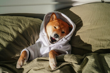 Dog in bathrobe in bed
