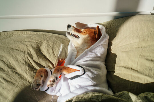 Dog in bathrobe in bed