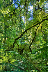Impenetrable green jungle in the lush subtropical rainforest of Tarra Bulga National Park, Gippsland, Victoria, Australia.
