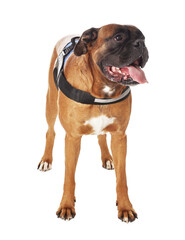 Cute service dog in vest on white background