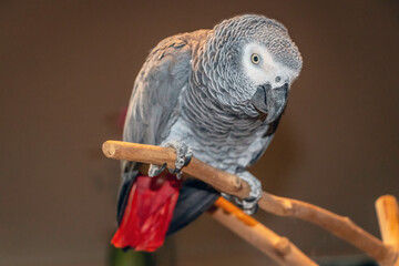 african grey parrot © Marcos