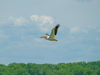 American White Pelican in Flight