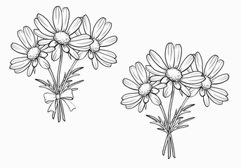 Set isolated bouquets branches of flowers daisies with bow outline drawing hand drawn white background.