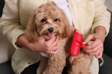 Woman brushing cute Maltipoo dog at home, closeup