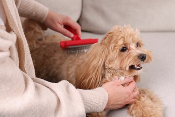 Woman brushing cute Maltipoo dog on sofa at home, closeup