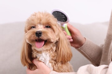 Woman brushing cute Maltipoo dog on sofa at home, closeup