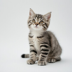 Obraz premium Cute black tabby with white stray cat kitten, sitting up facing front. Looking straight to camera, Isolated cutout on transparent background.