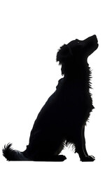 Obraz premium black silhouette of a sitting dog isolated png transparent background