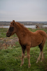 A horse standing on top of a grass covered field