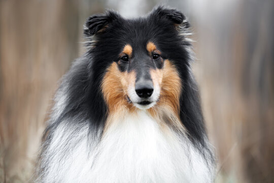 tricolor rough collie dog portrait outdoors, close up