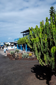 Large cactus growing in a canary island village