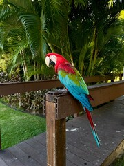 blue and yellow macaw