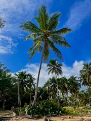 palm tree on the beach