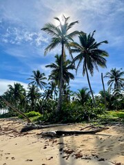 palm trees on the beach