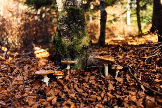 amanita regalis in forest