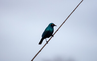 Cape glossy Starling perched on a thin branch against a soft, overcast sky